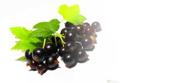 FX №3047 Template background for the label. Black currant isolated.