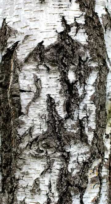 FX №3091 Texture. Birch bark.