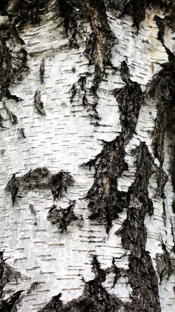 FX №3092 Texture. Birch bark texture.