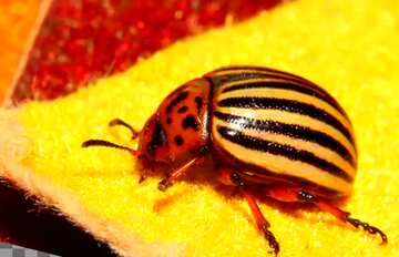 FX №3786 Potato beetle