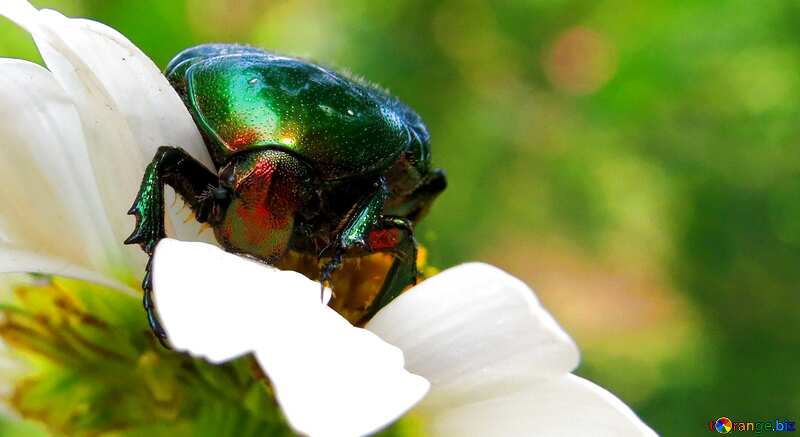 Cover. Beetle in flower. №33722