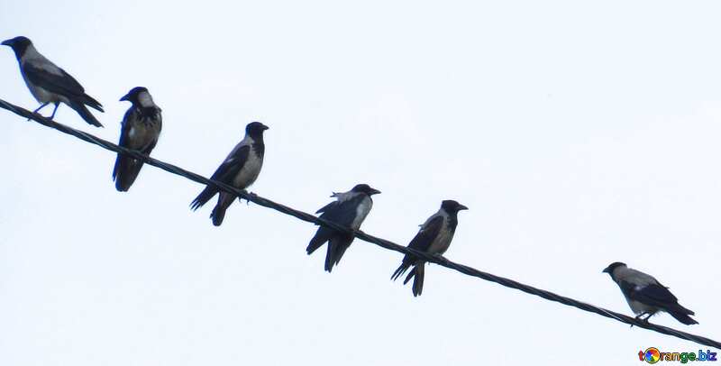 Cover. Crows on wire. №31647