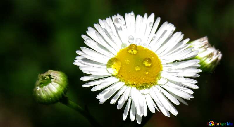 Cover. Drops on daisy. №24932