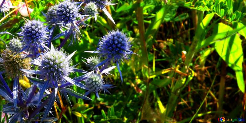 Cover. Eryngium field scratchy blue weed. №33333