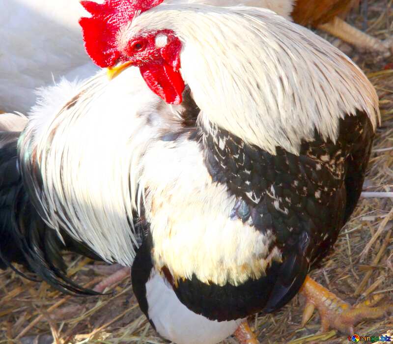 Image for profile picture Cock in the henhouse. №1216