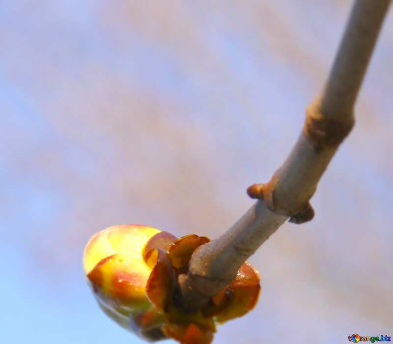 Image for profile picture Sprig Chestnut spring. №1772