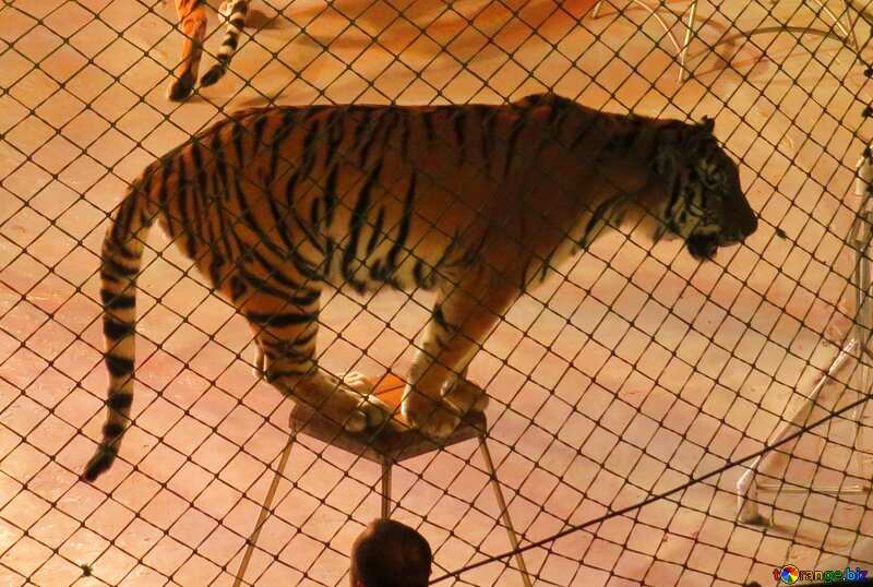  Circus tiger №15812