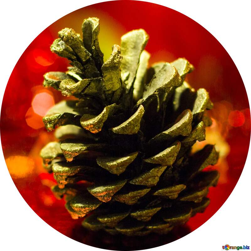 Pine cone profile image №15146