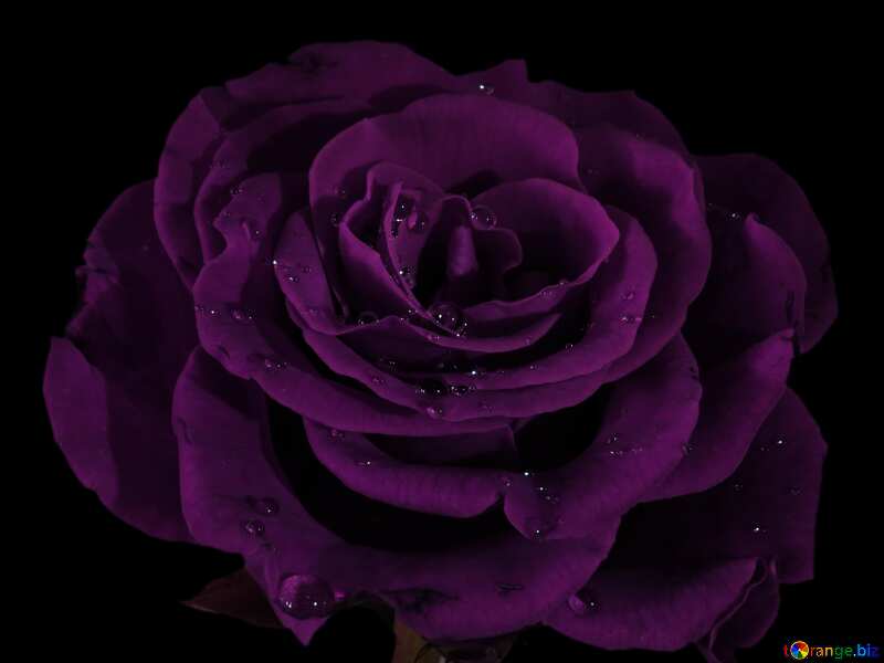 Purple color. Rose on black. №17095
