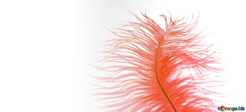 Red color. Feather of bird. №16323