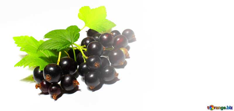 Template background for the label. Black currant isolated. №33164