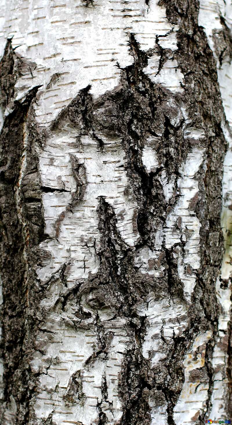 Texture. Birch bark. №36149