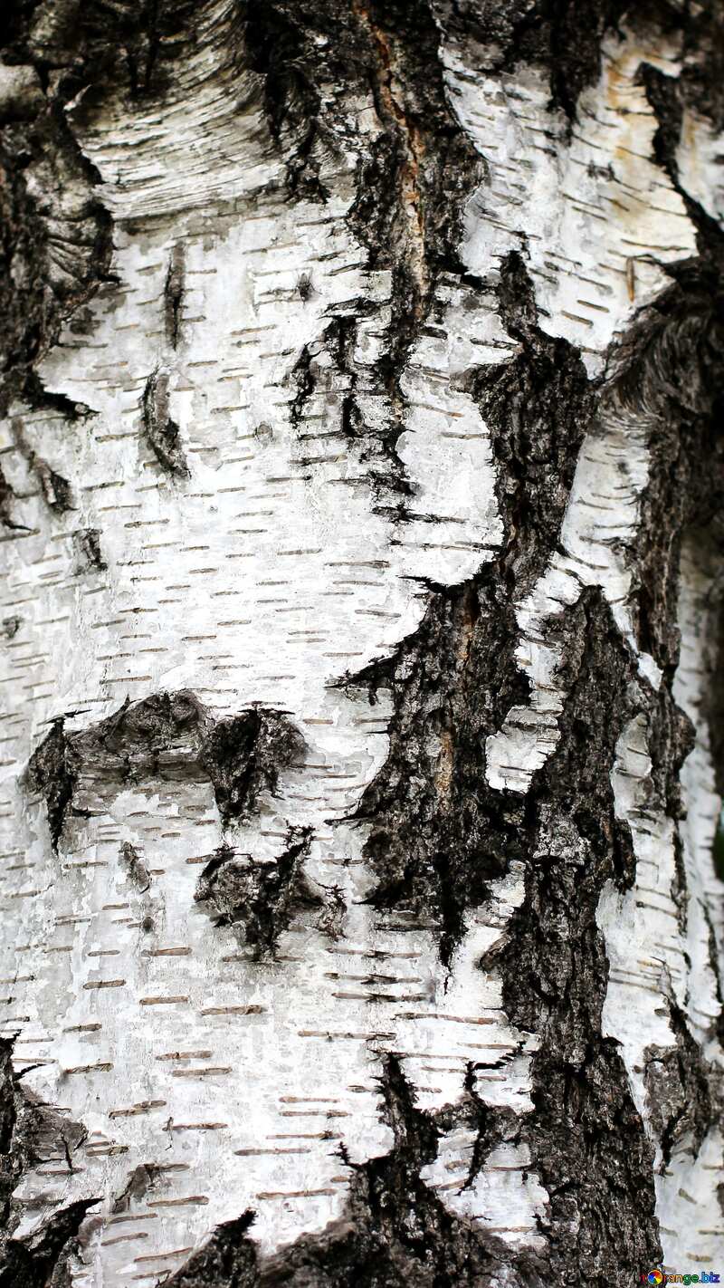 Texture. Birch bark texture. №36148