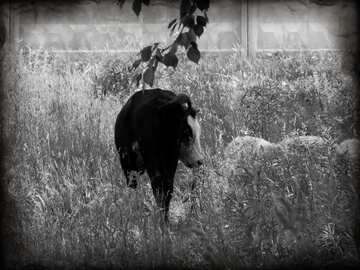 FX №30677 a cow standing in a paddock