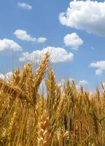 FX №30499 wheat