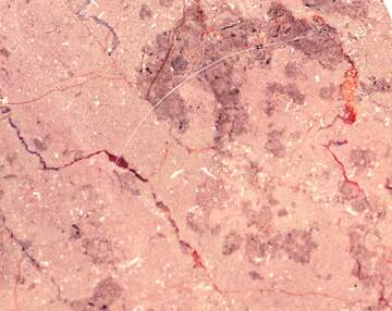 FX №30383 Light pink marble texture