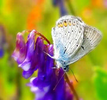 FX №30142 Красивая Бабочка на цветке