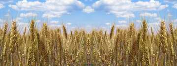 FX №30528 Field of wheat background