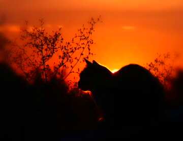 FX №30814 Cat sunset silhouette