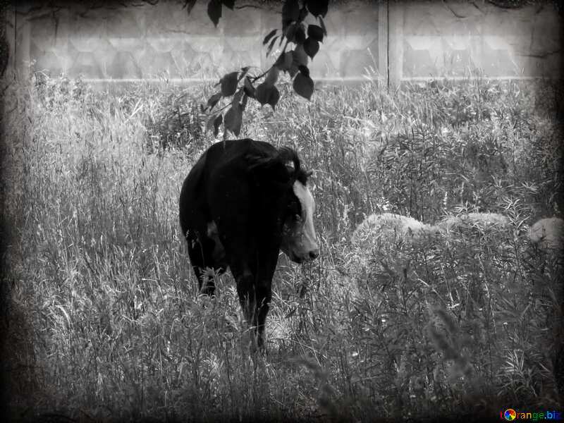 a cow standing in a paddock №28204