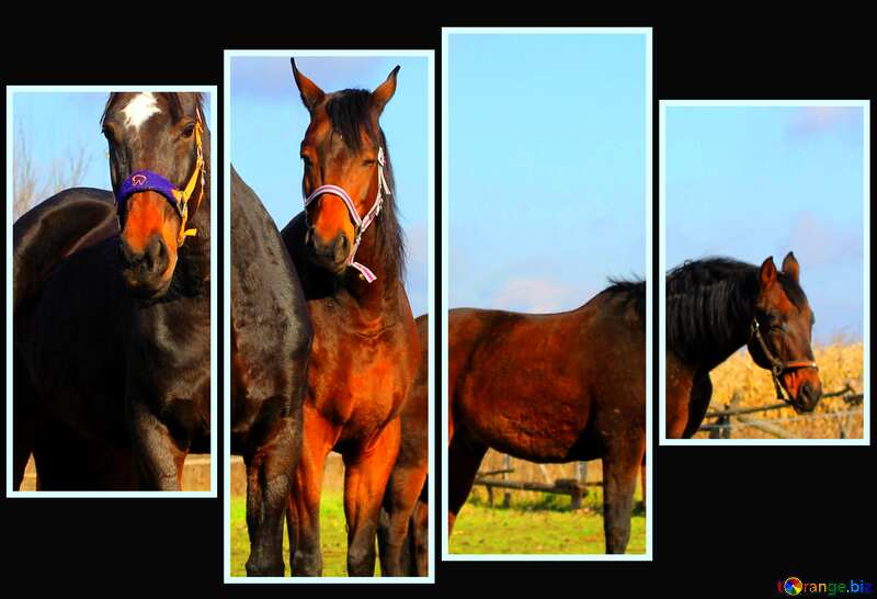  Horses modular background №25835