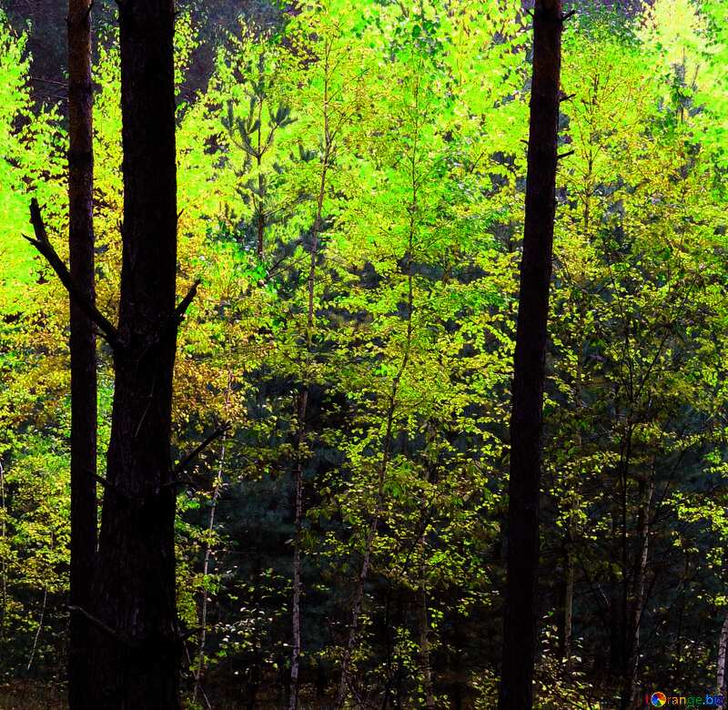  autumn trees in forest №28311