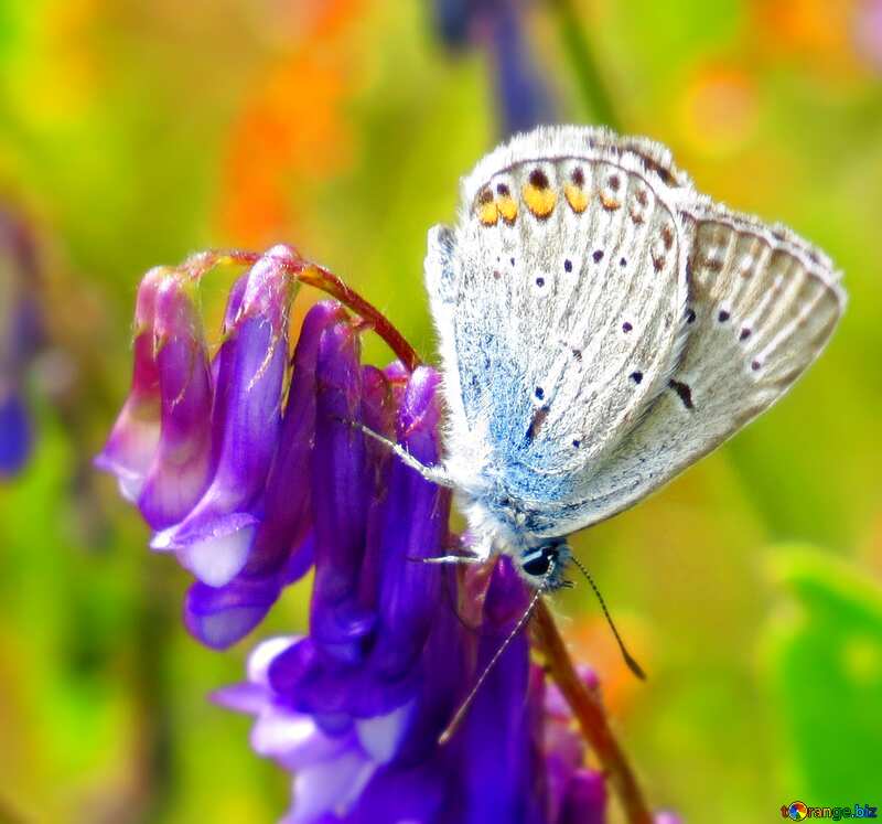 Красивая Бабочка на цветке №25918