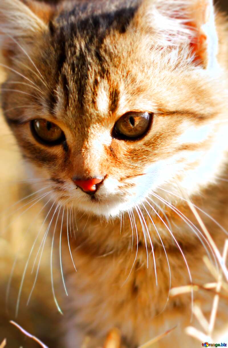 Beautiful kitten №26068