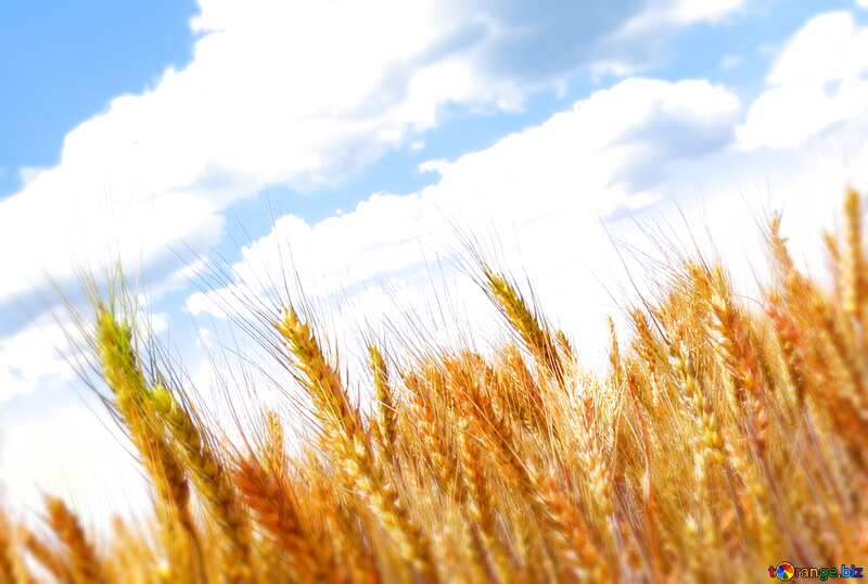 Wheat field №27269