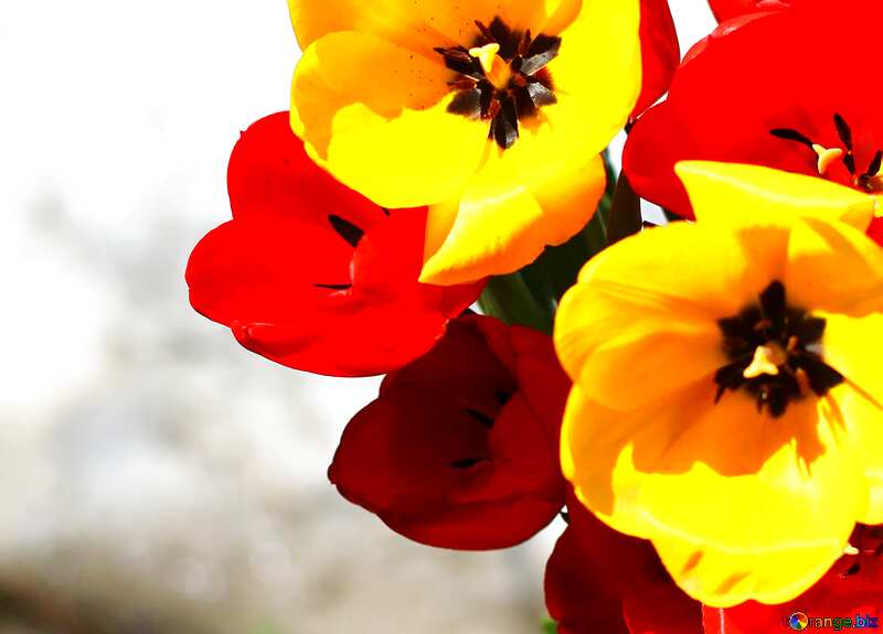 tulips bouquet background №27419