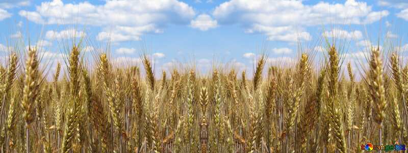 Field of wheat background №27271
