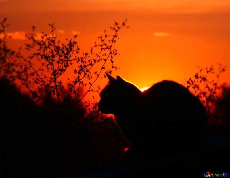 Cat sunset silhouette №2872