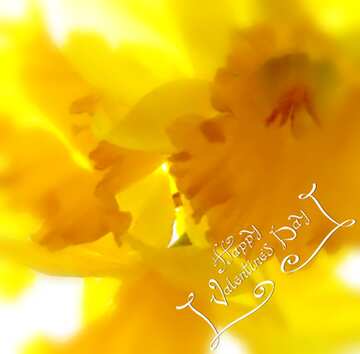 FX №32972 backgrounds happy valentines day  background with yellow  daffodils