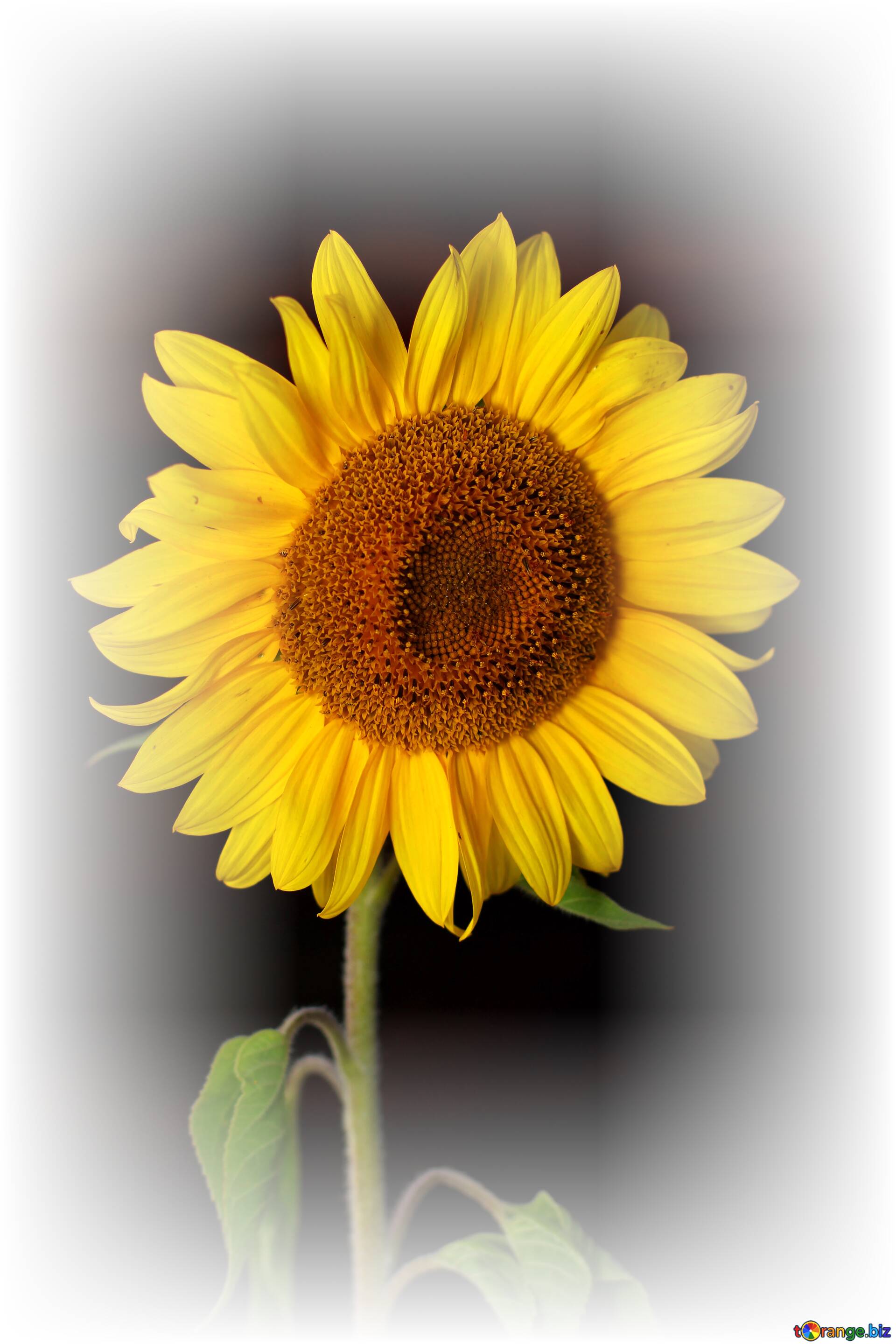 Download free picture Sunflower flower on black background white frame on  CC-BY License ~ Free Image Stock  ~ fx №33556