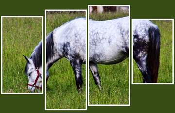 FX №33477 modular picture horse gray