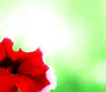 FX №33803 Beautiful background with red flower