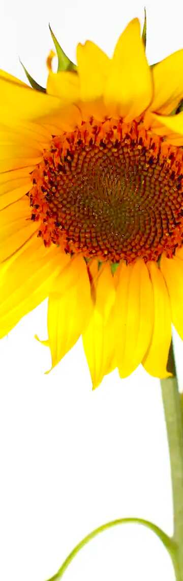 FX №33539  Sunflower vertical banner  background