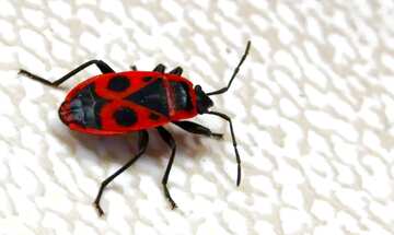FX №33253 Red beetle bug