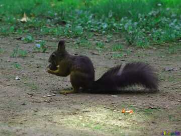 FX №33282 Black squirrel