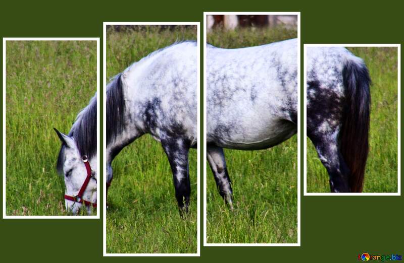 modular picture horse gray №3260