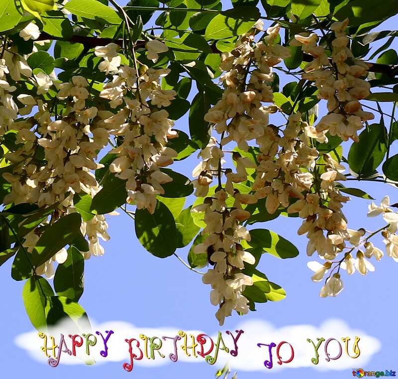 Acacia flowers happy birthday card №33673