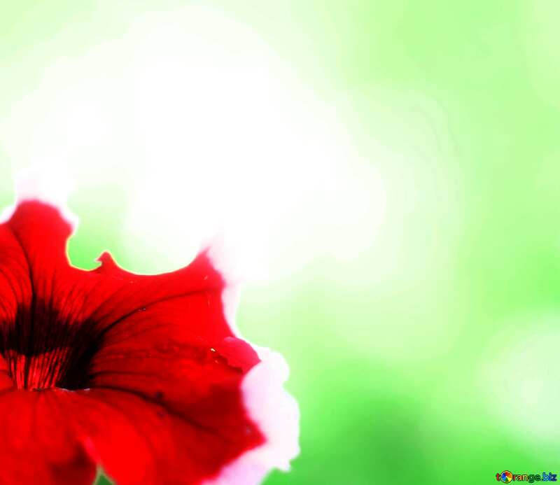 Beautiful background with red flower №33457