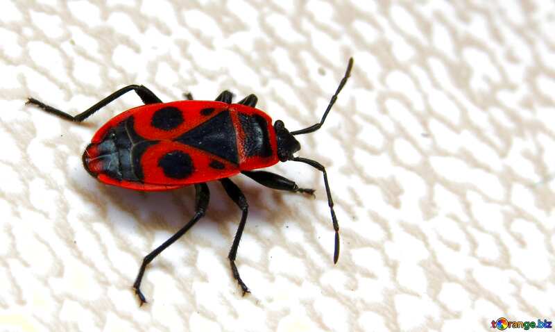 Red beetle bug №31629