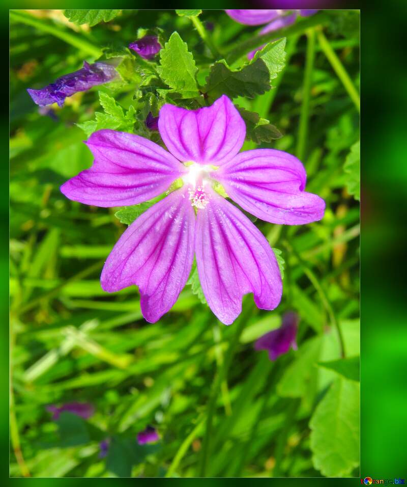 Beautiful Wildflower frame №33335
