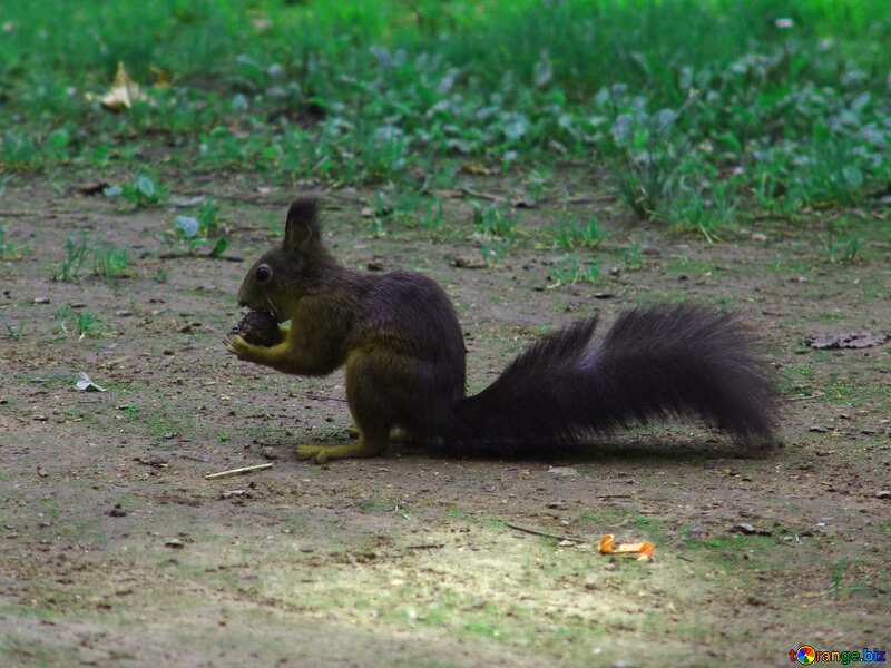 Black squirrel №31711