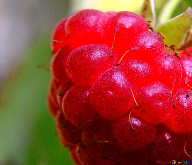 raspberry ftuit close-up №334