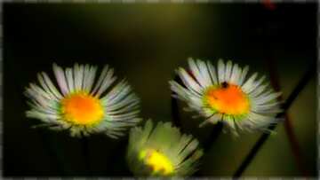 FX №34182 Wild flowers like Chamomile dark background