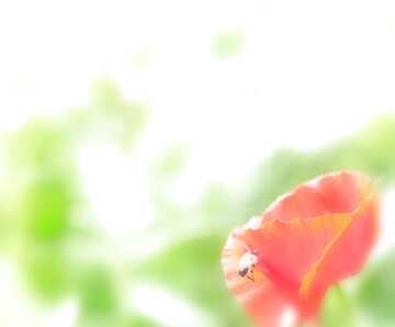 FX №34153 poppy  blur background