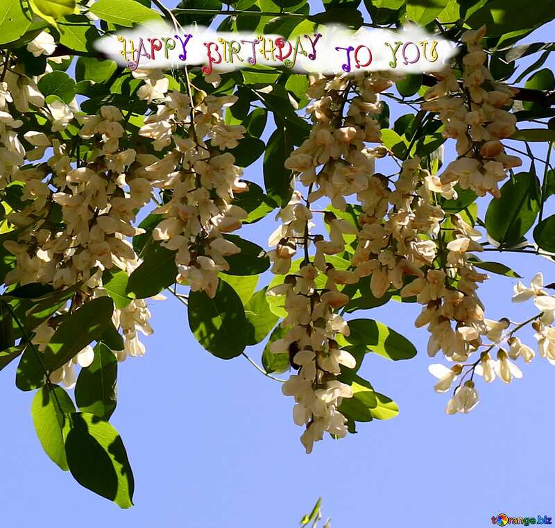  happy birthday acacia flowers card №33673