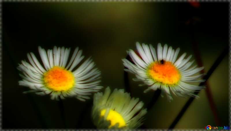 Wild flowers like Chamomile dark background №34380